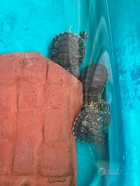 Tartarughe di acqua di un'anno