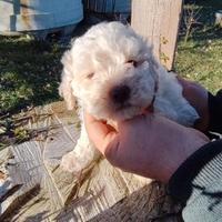 Splendidi cuccioli Lagotto romagnolo