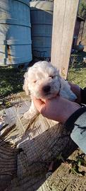 Splendidi cuccioli Lagotto romagnolo