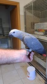 Pulli di pappagalli grigi taglia Congo