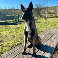 Pastore belga malinois
