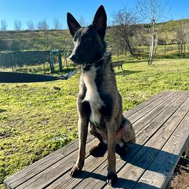 Pastore belga malinois