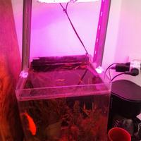 40€ acquario con piante, pesci e filtro