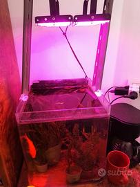 40€ acquario con piante, pesci e filtro