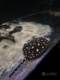 Pesci potamotrygon razze BLACKDIAMOND