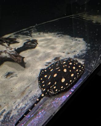 Pesci potamotrygon razze BLACKDIAMOND