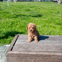 Cucciola barboncino toy