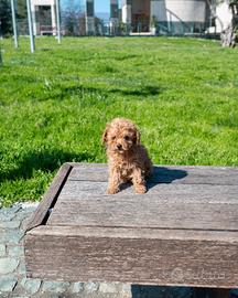 Cucciola barboncino toy