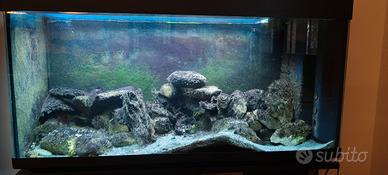 Ciclidi Africani + acquario