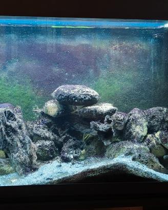 Ciclidi Africani + acquario