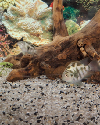 Vendita di 13 pesce