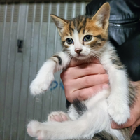 Gattino maschio tricolore rosso bianco e tigrato