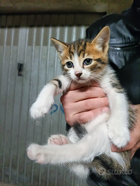 Gattino maschio tricolore rosso bianco e tigrato