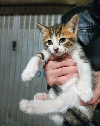 Gattino maschio tricolore rosso bianco e tigrato