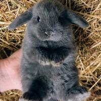 Conigli Arieti nani blu di Vienna