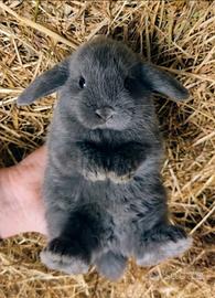 Conigli Arieti nani blu di Vienna
