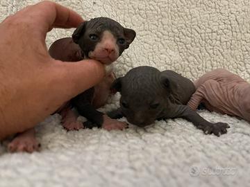 Sphynx Rate