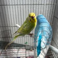 Cocorite coppia