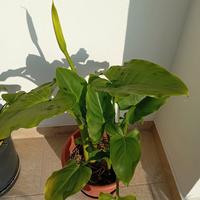 Calla bianco pianta ornamentale 