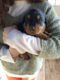 Cuccioli rottweiler