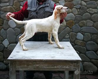 Cani caccia setter inglese