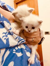 Gattina Ragdoll