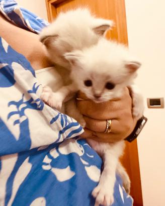 Gattina Ragdoll