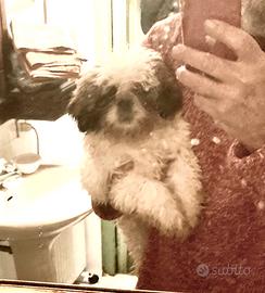 Cuccioli SHITZU