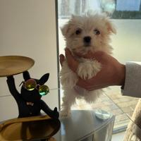 Maltese mini toy
