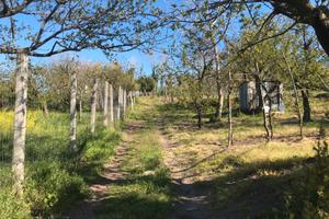 Terreno agricolo pollena trocchia napoli