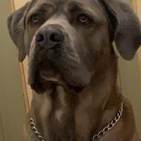 Cane sorso Accoppiamento