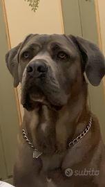 Cane sorso Accoppiamento