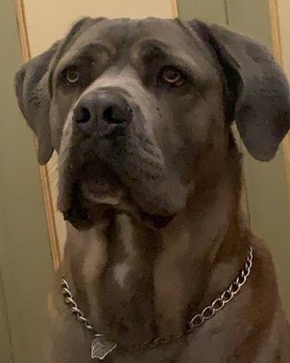 Cane sorso Accoppiamento