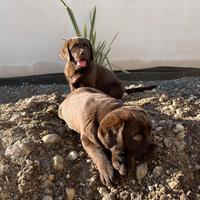 Cuccioli Labrador Retriever cioccolato