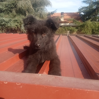 Cucciolo di pastore tedesco nero a pelo lungo