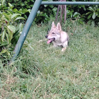 Cuccioli Lupo Cecoslovacco