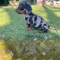 Bassotti Kaninchen/Nani cuccioli