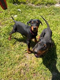 Cuccioli Dobermann