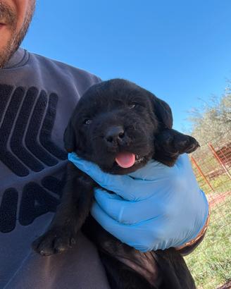 Cuccioli Labrador