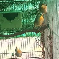 Usignoli del Giappone