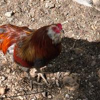 Galli razza Araucana