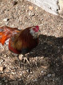 Galli razza Araucana