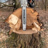 tronco di quercia o rovere