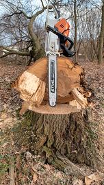 tronco di quercia o rovere