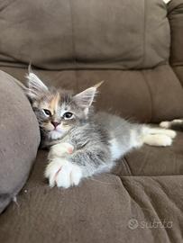 Cuccioli Maine Coon