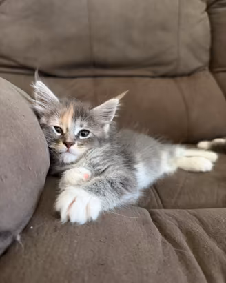 Cuccioli Maine Coon