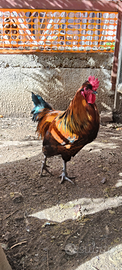 Galli