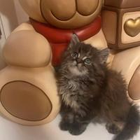 Splendida Maine coon
