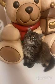 Splendida Maine coon