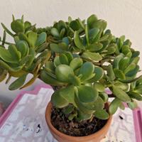 Pianta grassa: Crassula ovata
